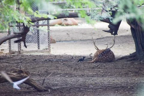 Spotted deer is lying under a tree Stock Photos