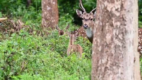 Spotted deer making their way through the forest of Bandipur national park 스톡 동영상 283896366