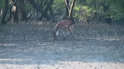 Spotted deer marching through nature. Stock Footage 229538164