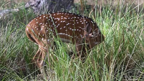 Spotted deer munching hungrily on the grass in Pench national park Stock Footage 277935588