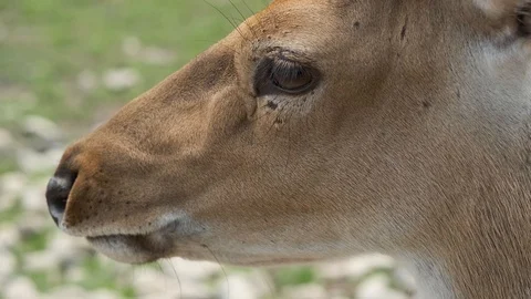 Spotted Deer in Nature. Deer head close up. Stock Footage 115528894