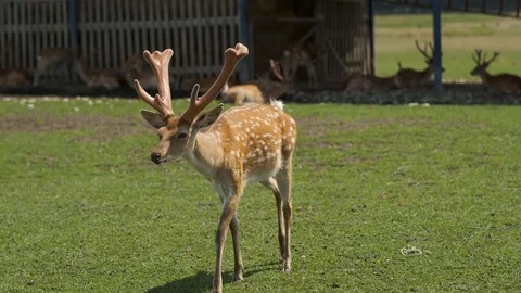 Spotted deer in nature. Deer walking across field. Stock Footage 113636662