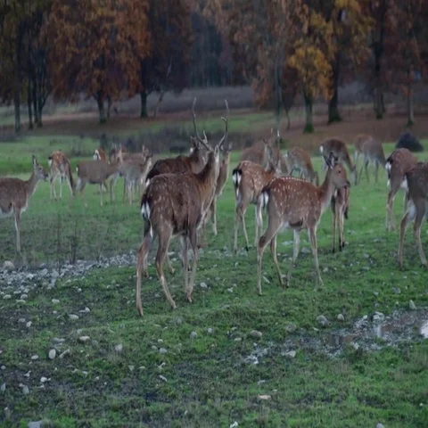 Spotted deer in nature Stock Footage 69512542