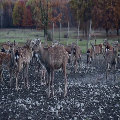 Spotted deer in nature Stock Footage 69514060