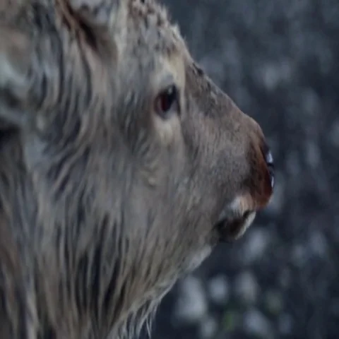 Spotted deer in nature. 스톡 동영상 69514617