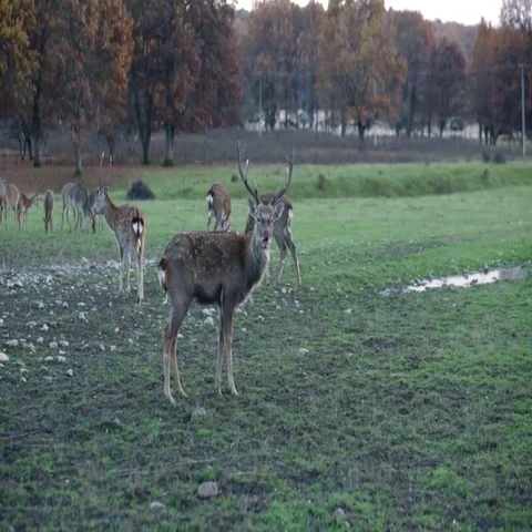 Spotted deer in nature Stock Footage 69518897