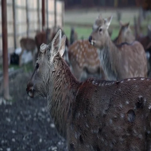 Spotted deer in nature Stock Footage 69521696