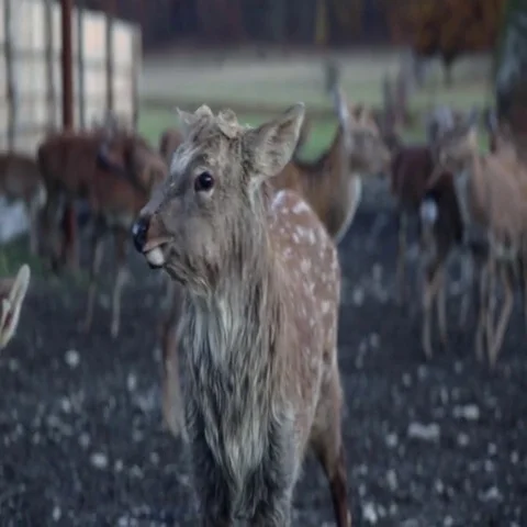 Spotted deer in nature Stock Footage 69521697