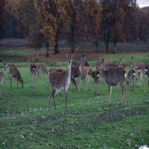 Spotted deer in nature Stock Footage 69530886