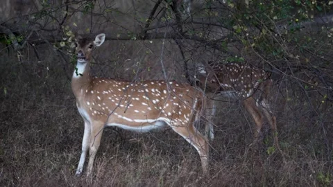 Spotted deer noticing the observers mid meal in Pench national park Stock Footage 337941645