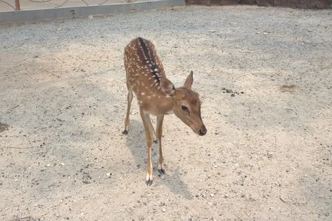 Spotted deer is observing the surroundings Stock Photos