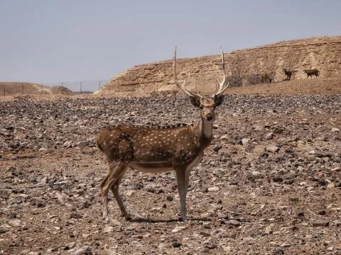Spotted Deer or Axis axis in desert Stock Photos