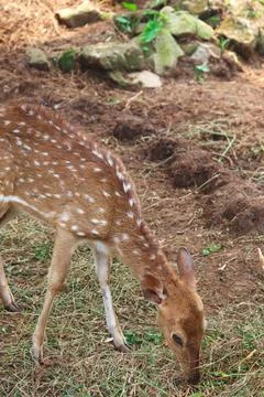 Spotted Deer or Axis axis Eating the Grass in the Ground Stock Photos