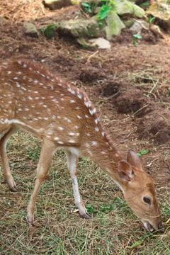 Spotted Deer or Axis axis Eating the Grass in the Ground Stock Photos