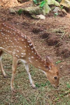 Spotted Deer or Axis axis Eating the Grass in the Ground Stock Photos