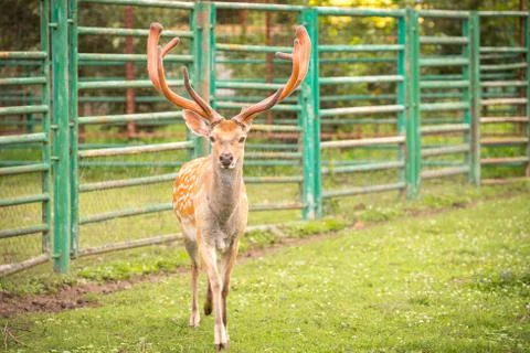Spotted deer or axis deer Stock Photos