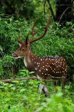 Spotted Deer or Axis Deer (Axis axis), standing in a lush green forest envi.. Stock Photos