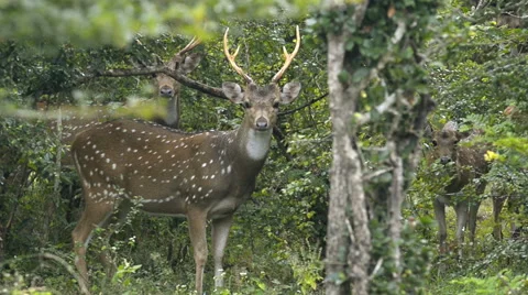 Spotted Deer or Chital, (Axis axis) Stock Footage 50633846