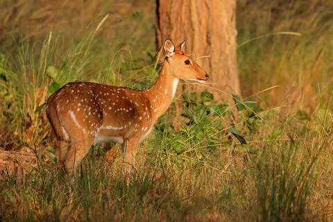 Spotted deer or chital (Axis axis) in natural habitat, Kanha National Park Stock Photos