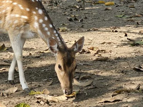 Spotted deer in the park. Stock Photos