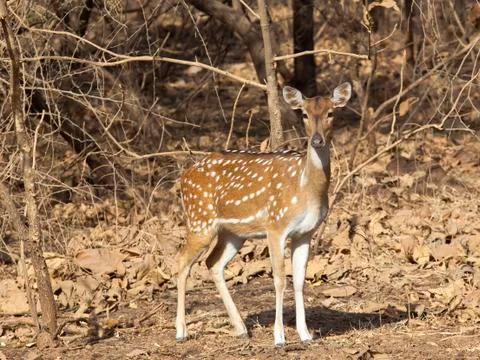 Spotted deer Stock Photos