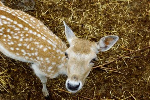 Spotted deer. Stock Photos