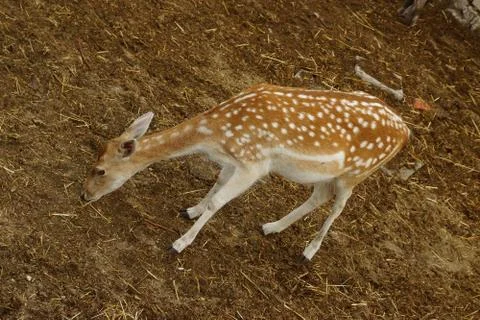 Spotted deer. Stock Photos