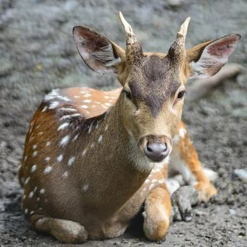 Spotted deer Stock Photos