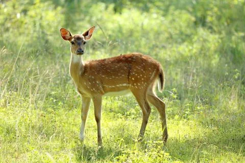 Spotted deer Fotos de archivo