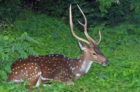Spotted Deer Foto stock