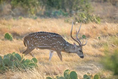 Spotted Deer Stock Photos