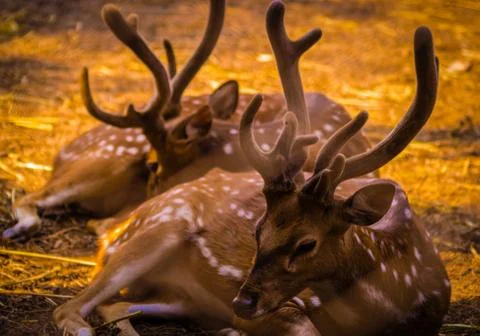Spotted Deer Foto stock