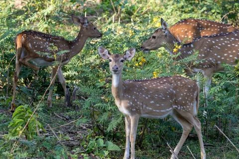 Spotted deer Stock Photos
