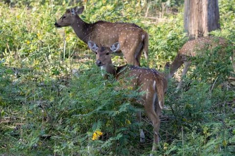 Spotted deer 스톡 사진