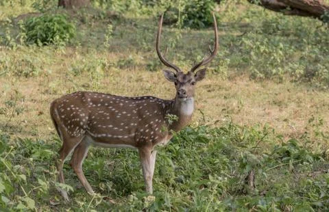 Spotted deer Stock Photos