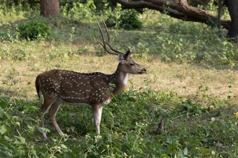 Spotted deer Stock Photos