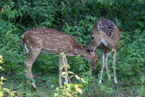 Spotted deer Stock Photos