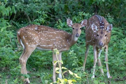 Spotted deer Stock Photos