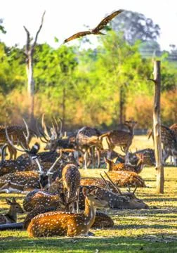 Spotted Deer. Stock Photos