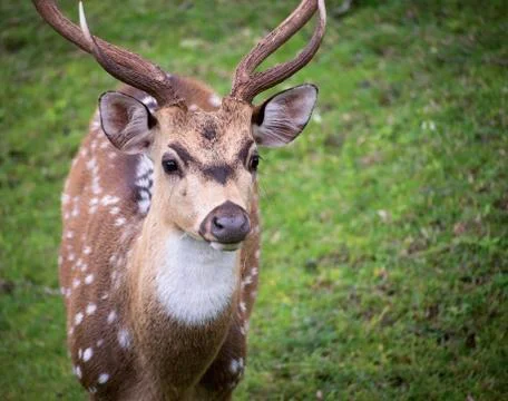 A Spotted deer Stock Photos