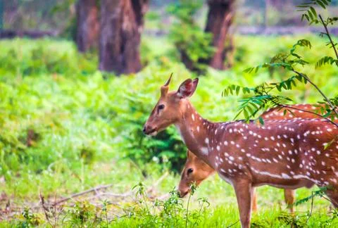 The Spotted deer Stock Photos