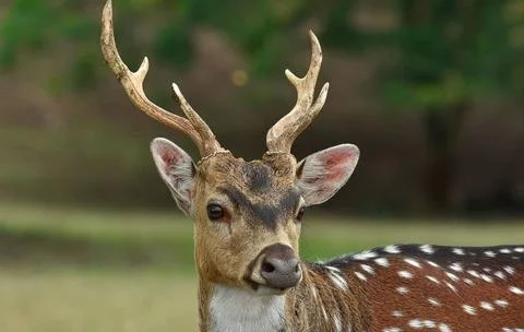 Spotted deer Stock Photos
