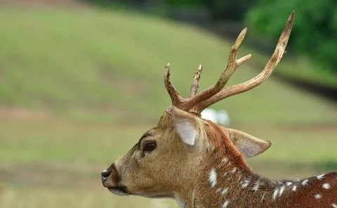 Spotted deer Stock Photos