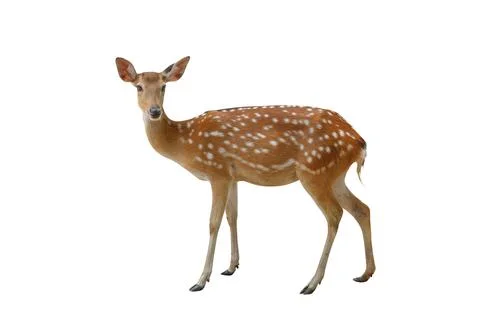 Spotted deer Stock-Fotos