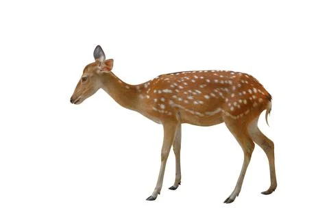 Spotted deer Stock Photos