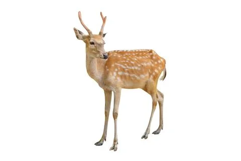 Spotted deer Stock Photos