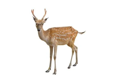 Spotted deer Stock Photos