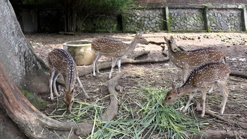 A spotted deer is playing tricks on a friend eating green grass at the Sema.. Stock-Footage 229458162
