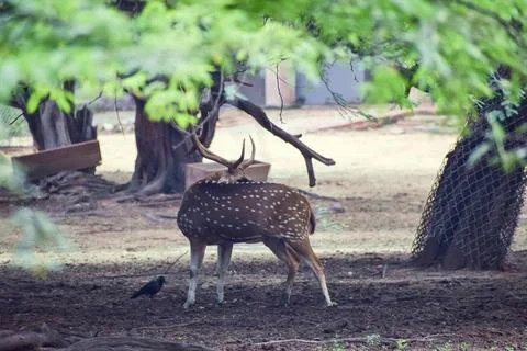 Spotted deer resting beneath an old tree Stock Photos