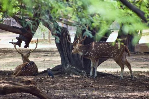Spotted deer resting beneath an old tree Stock Photos